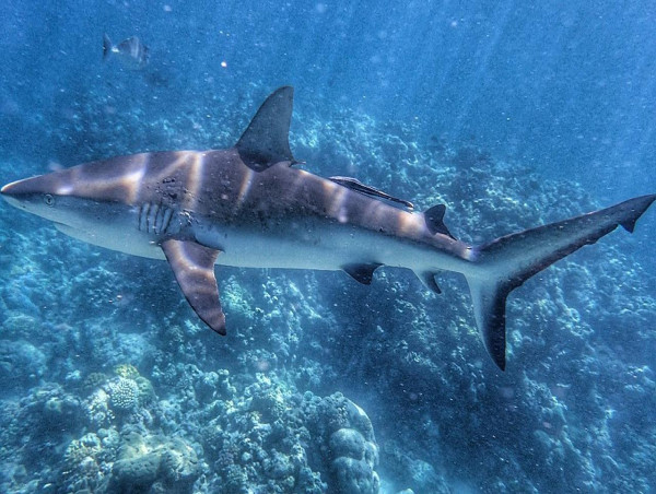 Most reef sharks, rays facing extinction