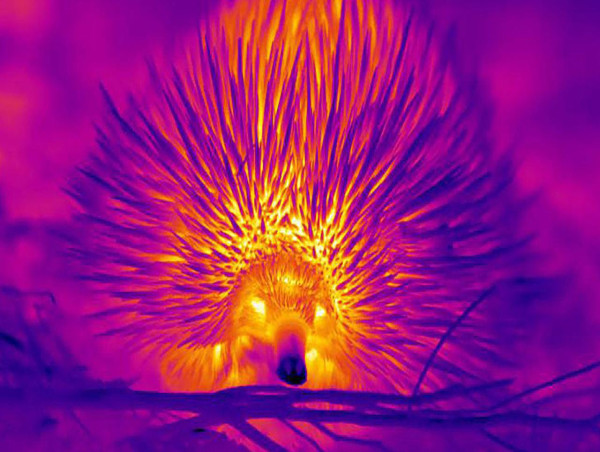  Echidnas blow snot bubbles to say cool 