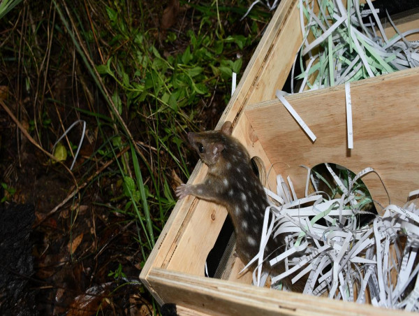  Quoll family returned after unplanned trip 