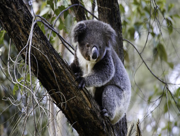 NSW Labor eyes $80m koala national park