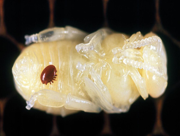  Much of NSW declared free of varroa mite 