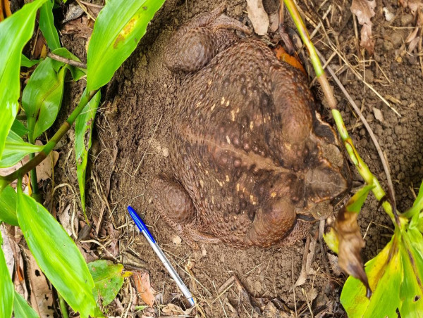  'Toadzilla' found in national park in Qld 