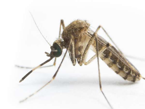 Call to expand vaccine for encephalitis