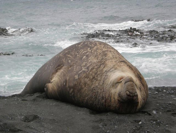  Seal spotters urged to keep their distance 