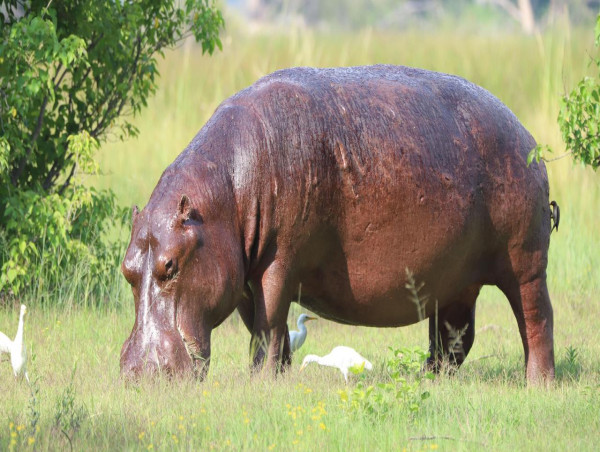 Australians big on hunting trophies