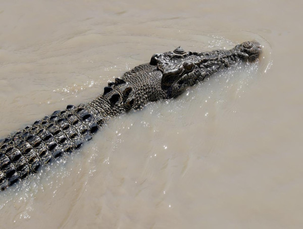  Man seriously injured in NT croc attack 