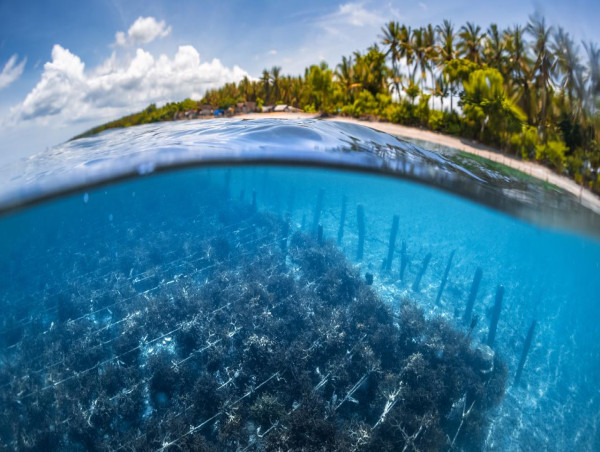  Seaweed's huge potential examined 