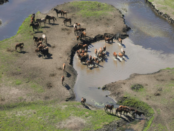 Kosciuszko feral horse population explodes