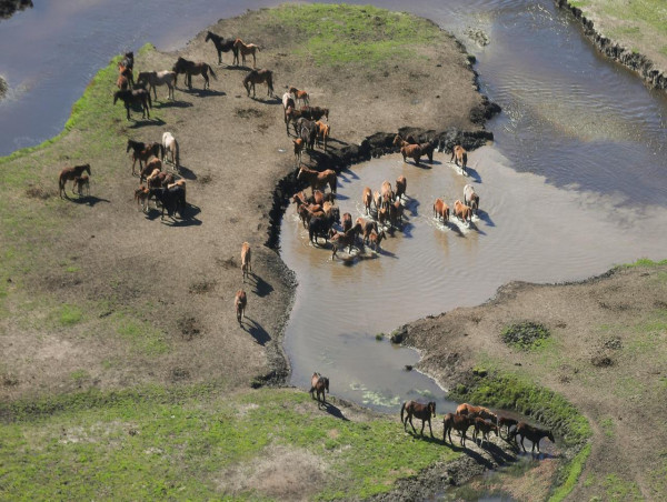  Kosciuszko brumby population explodes 