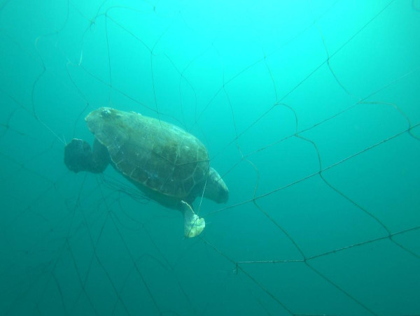 NSW shark nets may catch more turtles as waters warm