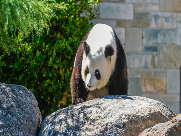  No panda cub for Adelaide again this year 