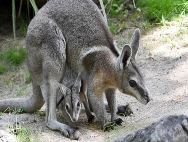  Three endangered wallaby joeys born in Qld park 