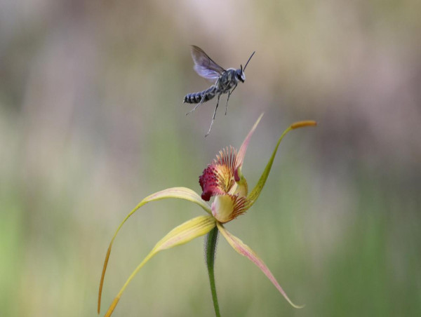  Thieves swipe rare orchids from WA conservation garden 