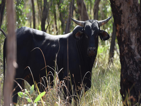  Buffalo culling could become new carbon credit goldmine 