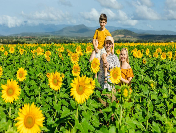  Pick-your-own adventure as sunflower season blooms 