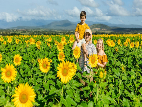 Pick-your-own adventure as sunflower season blooms
