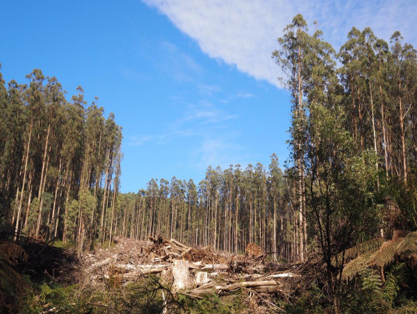  Axe falls on Australia's last white paper manufacturer 