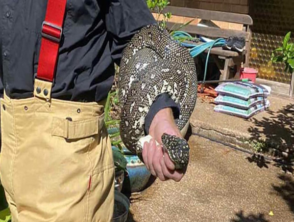 Two-metre diamond python slithers into Sydney home