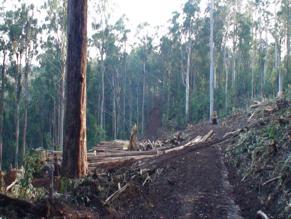 Courts behind Vic paper mill's early closure: premier