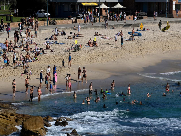 Dolphin found dead in shark net off Sydney beach