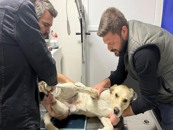  Dogs and cats rescued in quake-devastated Turkey 