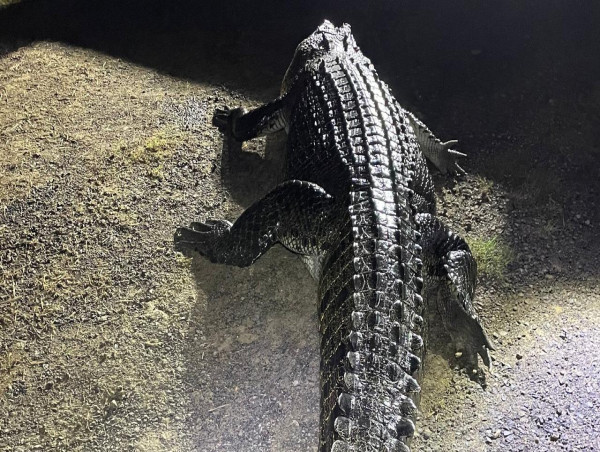 Huge crocodile that attacked man and ate dog shot dead