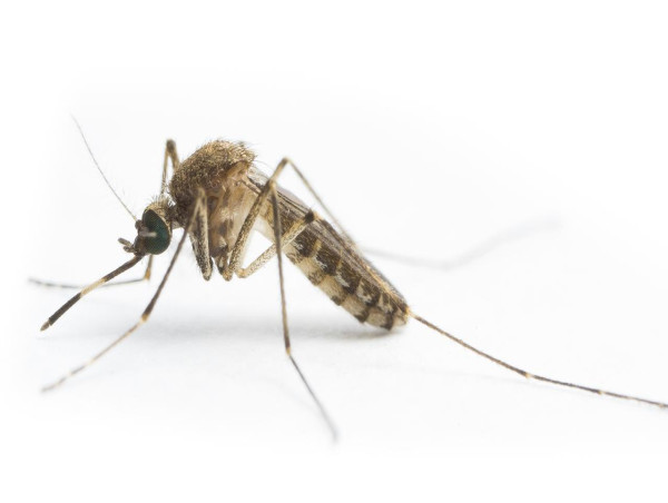 Victoria boosts Japanese encephalitis vax eligibility