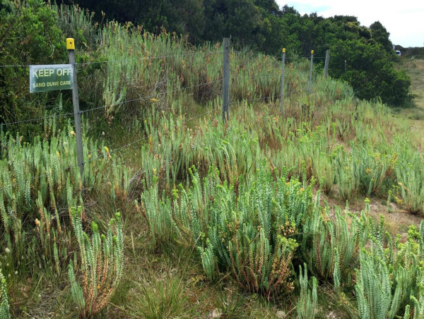 Exotic invaders could be rebadged as neo-natives
