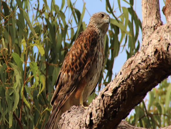  Red alert as our rarest bird of prey faces extinction 