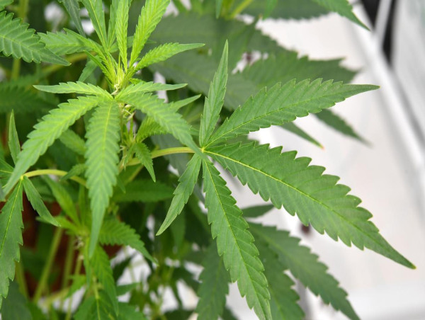 'Prohibition has failed': Push to legalise weed in NSW