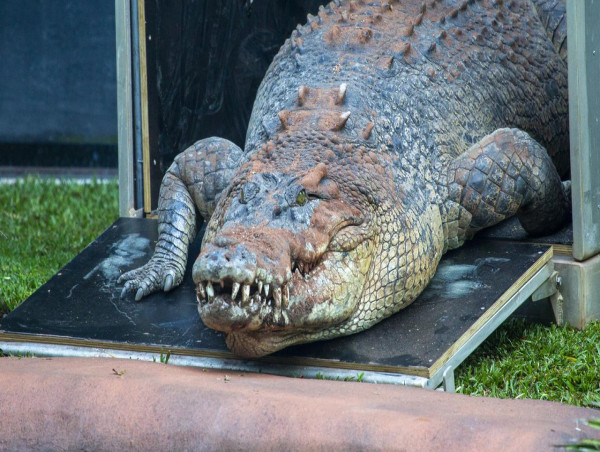 Crocodile immune system might help humans fight fungus 