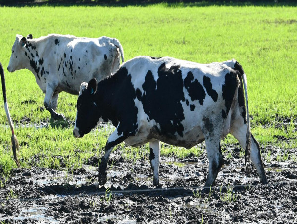  Farm worker dies while moving cattle 