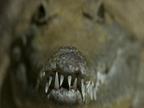  Wannabe social media croc hunter fined $12,000 
