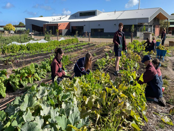  School farm sows the seeds for future food production 