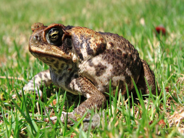  Fijian cane toad croaks it after arriving in Melbourne 