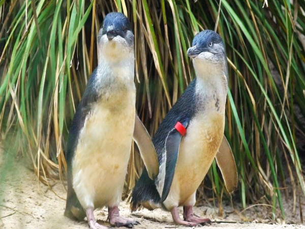  Police search for youths who 'mistreated' penguins 