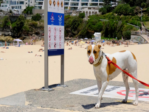  Pile of poo '19 times heavier than Harbour Bridge' 