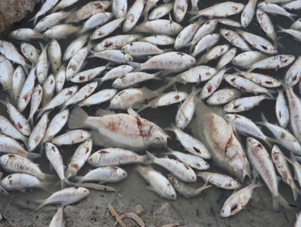  Millions of native fish wash up dead in outback NSW 