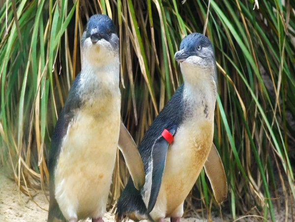  Tasmanian teens charged after penguins killed, injured 