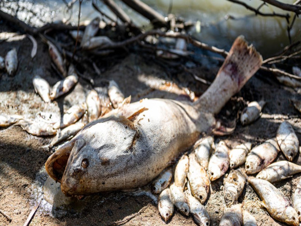 Pollies call for action on Menindee mass fish deaths