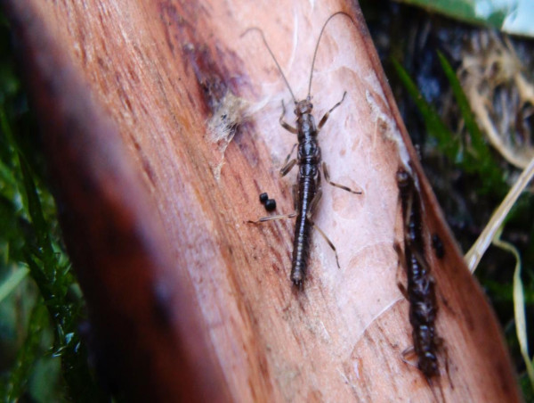  Stonefly to test endangered Victorian species law 