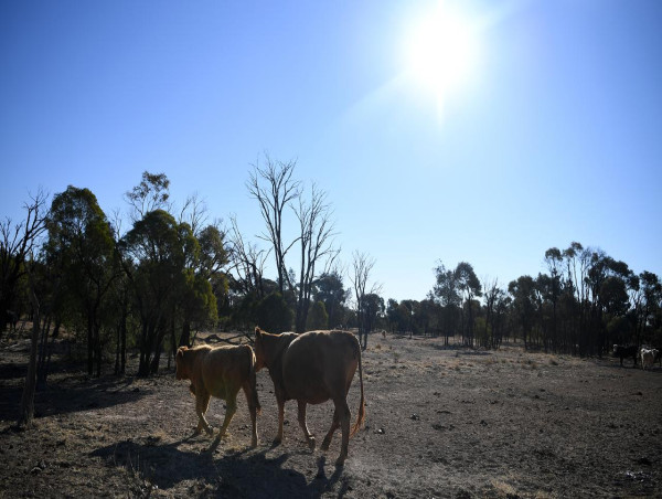 Green groups urge more after dire UN warming report
