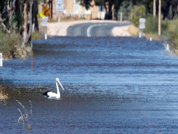  South Australia's wildlife flourishing after floods 