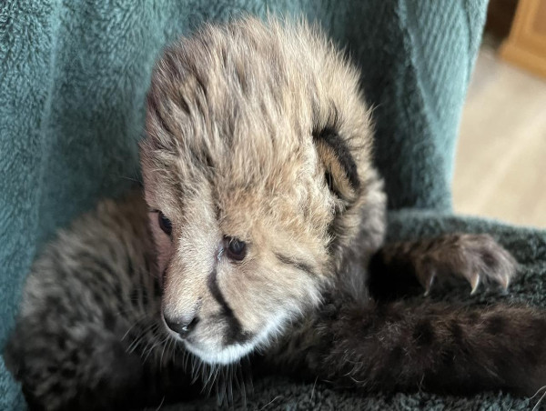  Australian cheetah cub fostered into aunty's litter 