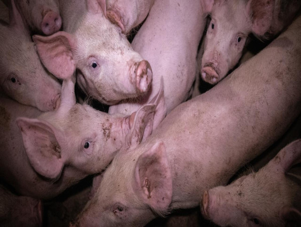  Pig welfare in the spotlight over activist footage 
