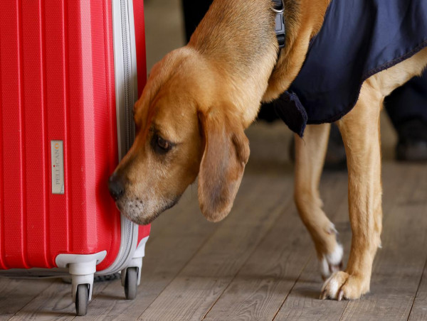  Random sniffer dog check leads to $5.5m drug find 