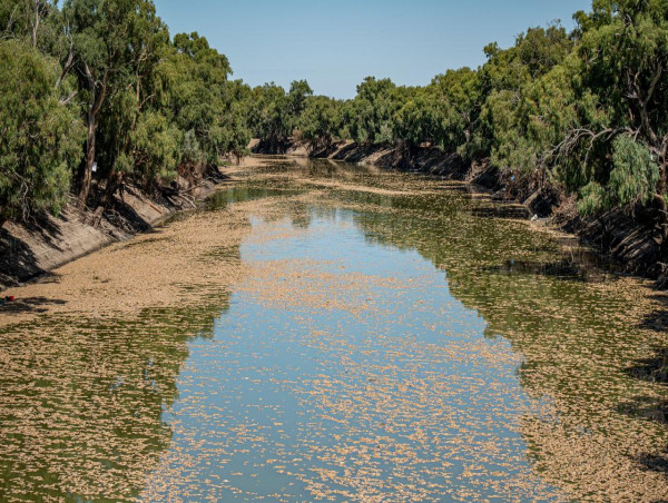  Minns visits fish-kill town as NSW majority hopes sink 