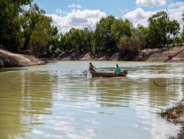 Fish washing up in Menindee, water tests confirm algae