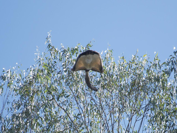  Gliders seem unfazed by drones buzzing over Vic forests 