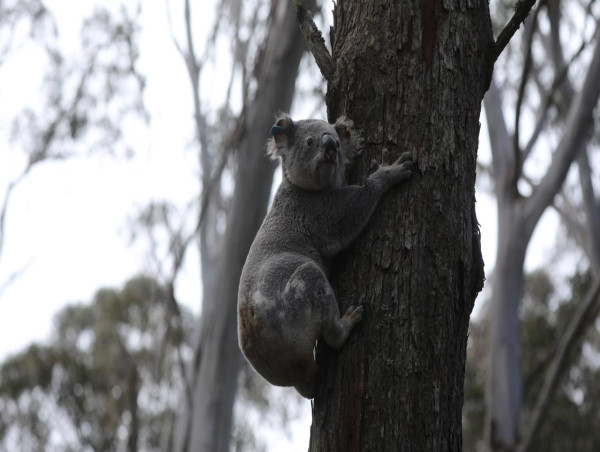  Sydney koala corridor to be protected from development 